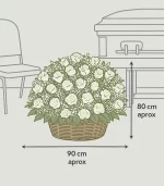 Arreglo-de-rosas-blancas-condolencias-dimensiones